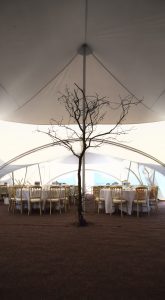 Bare tree inside a marquee